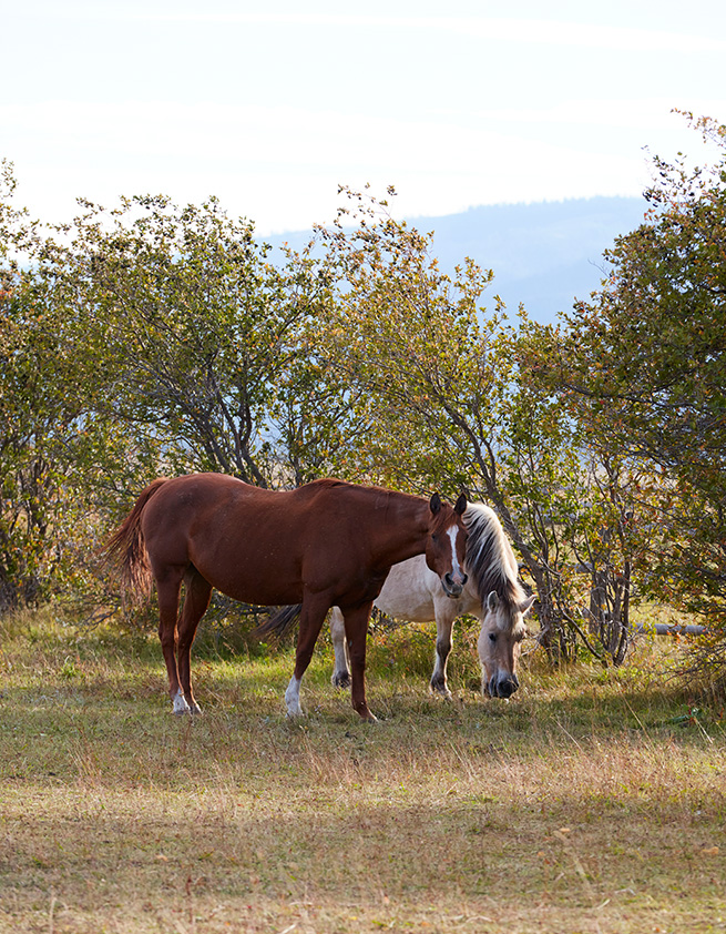 Robbins-Architecture-Jackson-Hole-Retreat-Horses